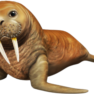Walrus PNG