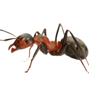 ant PNG