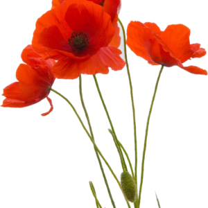 Poppy flower PNG