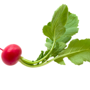 Radish PNG