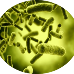 Bacteria PNG