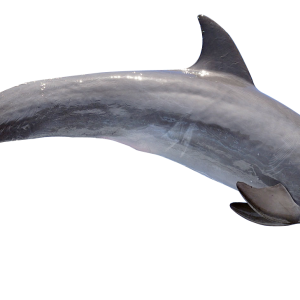 Dolphin PNG