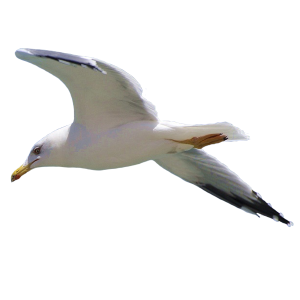 Gull PNG