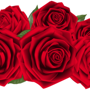 Rose PNG
