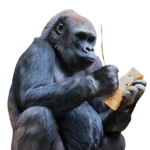 Monkey PNG