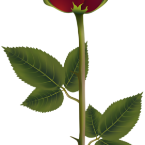 Rose PNG
