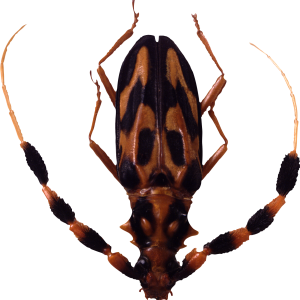 bug PNG image