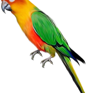 Parrot PNG images, free download