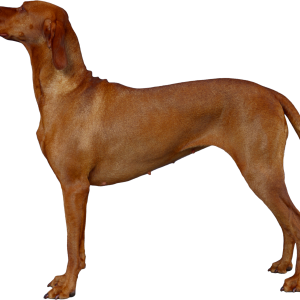 Dog PNG