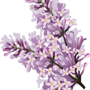 Lilac PNG