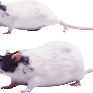 mouse, rat PNG image
