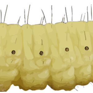 Caterpillar PNG