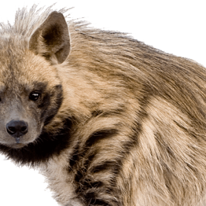 Hyena PNG