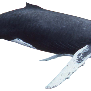 Whale PNG
