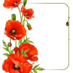 Poppy flower PNG