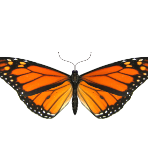 Butterfly PNG image