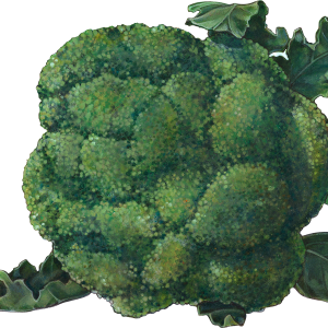 Broccoli PNG