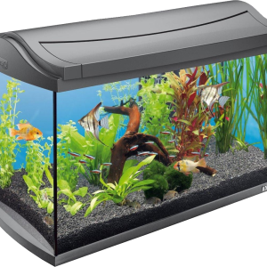 Aquarium PNG