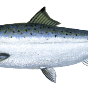 fish PNG image