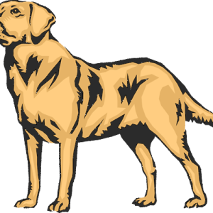 Labrador Retriever PNG