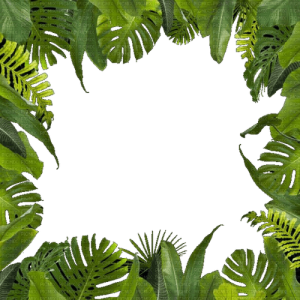Jungle PNG