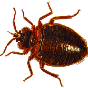Bed bug PNG