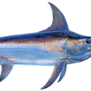 Swordfish PNG