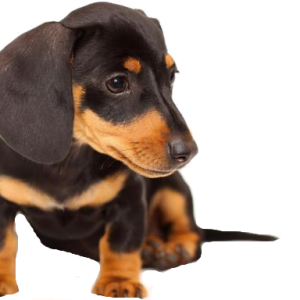 Dachshund PNG