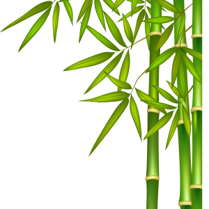 Bamboo PNG