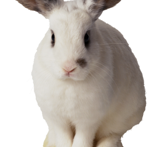 White rabbit PNG image