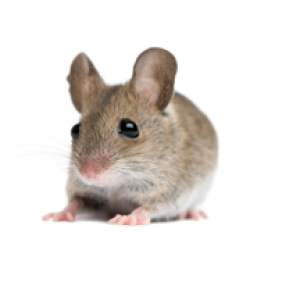 little mouse, rat PNG image