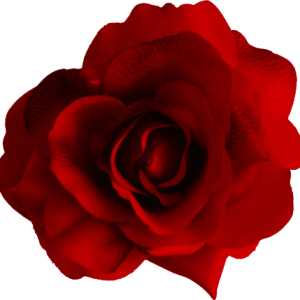 Red rose png image, free picture download