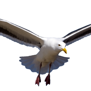 Gull PNG