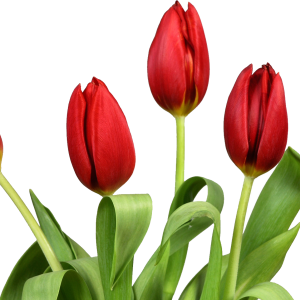 Tulip PNG image