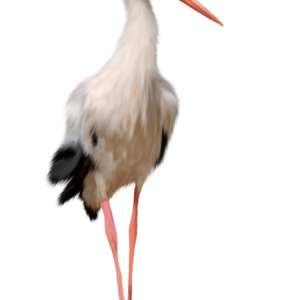 Stork PNG