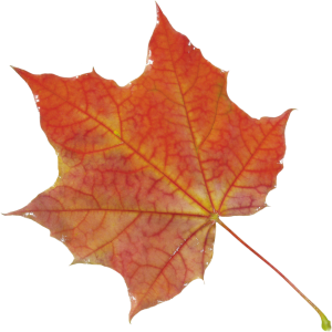 autumn PNG leaf