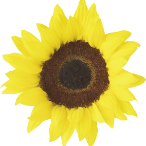 Sunflower PNG