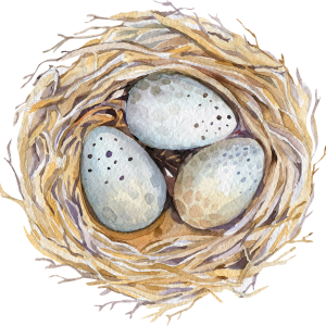 Nest PNG
