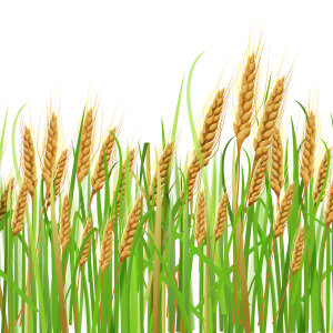 Wheat PNG