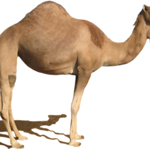Camel PNG