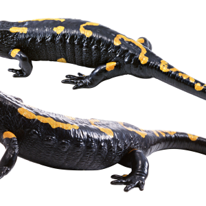 Lizard PNG