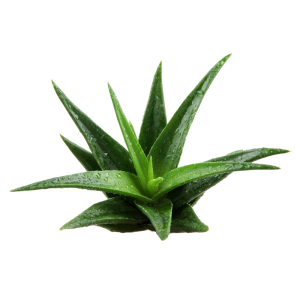Aloe vera PNG