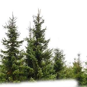 Forest PNG