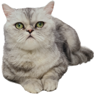 Cat PNG