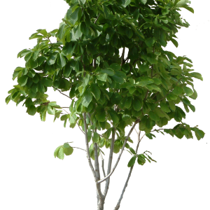 tree png image, free download, picture