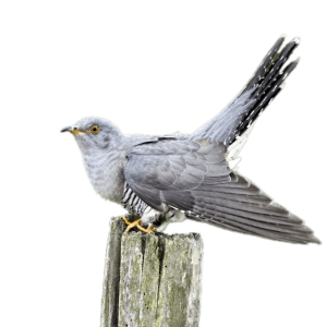 Cuckoo PNG