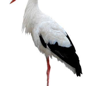 Stork PNG