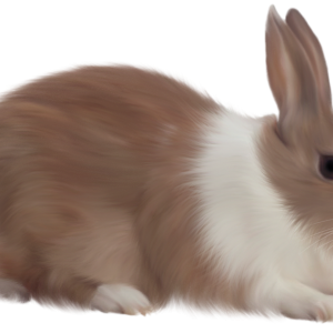 Rabbit PNG image