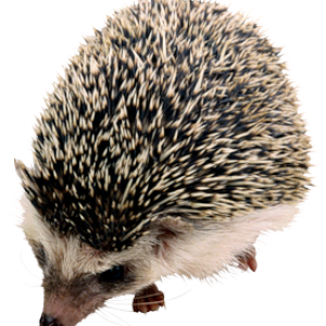 Hedgehog PNG