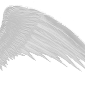 Wings PNG